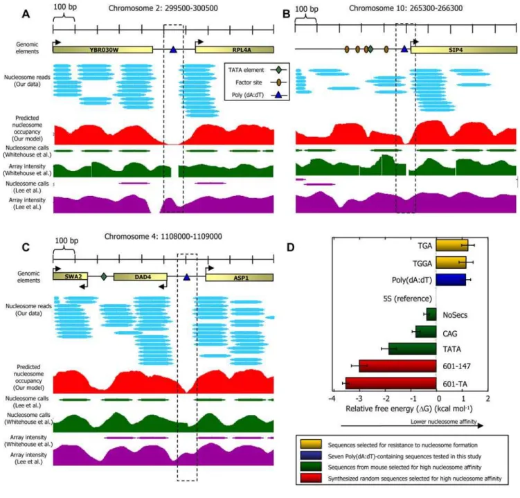 Figure 8. Poly(dA:dT) elements have a reduced affinity for nucleosome formation in vitro