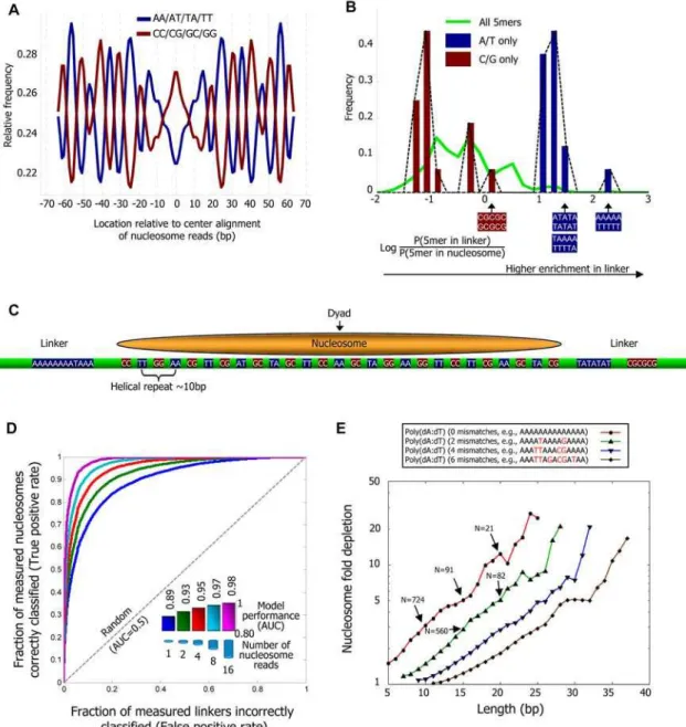 Figure 2. Nucleosome positioning signals in genomic sequence. (A) Fraction (normalized, see Methods) of AA/AT/TA/TT and separately, CC/