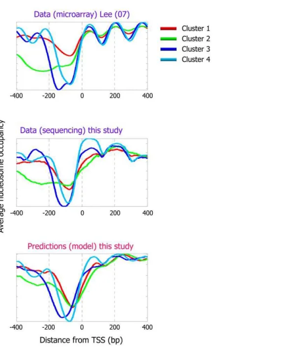 Figure 4. Our model predicts distinct nucleosome organizations around transcription start sites