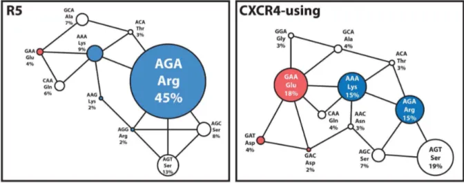 Figure 2. Nucleotide codon usage of R5 and CXCR4-using B-HIV Envs at position 440.