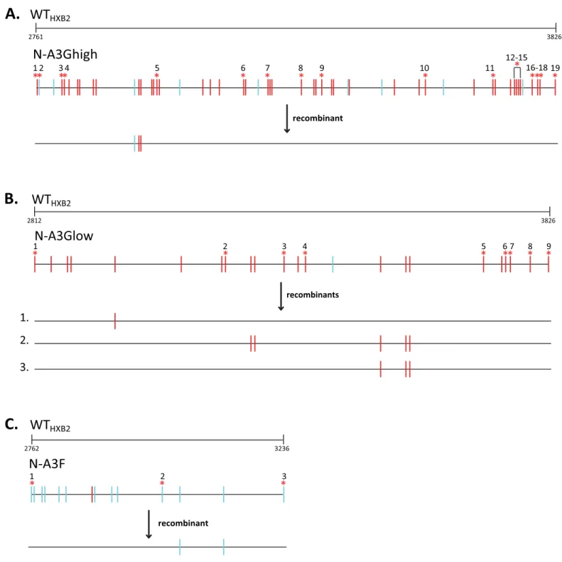 Fig 3. Recombinants with G-to-A changes after single-cycle recombination assay. Distribution of G-to-A changes (relative to WT HXB2 ) for parental N-A3Ghigh (A), N-A3Glow (B), and N-A3F (C) pairs, and for resulting recombinants with non-lethal G-to-A chang
