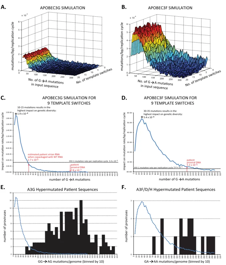 Fig 4. In silico modeling of the effect of hypermutation on the HIV-1 mutation rate. (A) and (B) represent the estimated contribution by A3G and A3F to the HIV-1 mutation rate, respectively