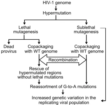 Fig 5. Flow chart of potential contribution of hypermutation and recombination to HIV-1 genetic diversity.