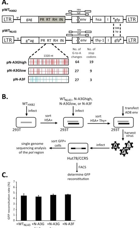Fig 1. Experimental system to study the contribution of hypermutation to HIV-1 recombination and genetic variation