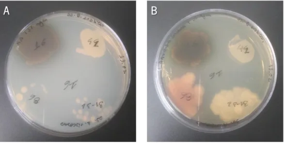 Figure 2. Fusants obtained in the assay 5 growing in MA medium (A) and MA supplemented with sucrose (171.1 g/L) and 50 g/L of agar  (B) after 2 days of incubation at 37ºC