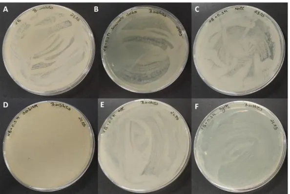 Figure 5. Agar plates inoculated with cell suspensions obtained after protoplasts formation from  Bacillus subtilis  PX573, after incubation at  37ºC: LB medium (control; A), LB supplemented with sodium succinate (B), LB supplemented with NaCl (C), LB supp