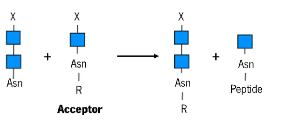 Figure 6. Scheme of the transglycosylation reaction catalysed by some ENGase of the GH85 family