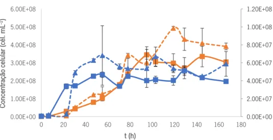 Figura 8 Perfil de crescimento da co-cultura de  D. bruxellensis  (cél mL -1 ; curvas a laranja) e  S