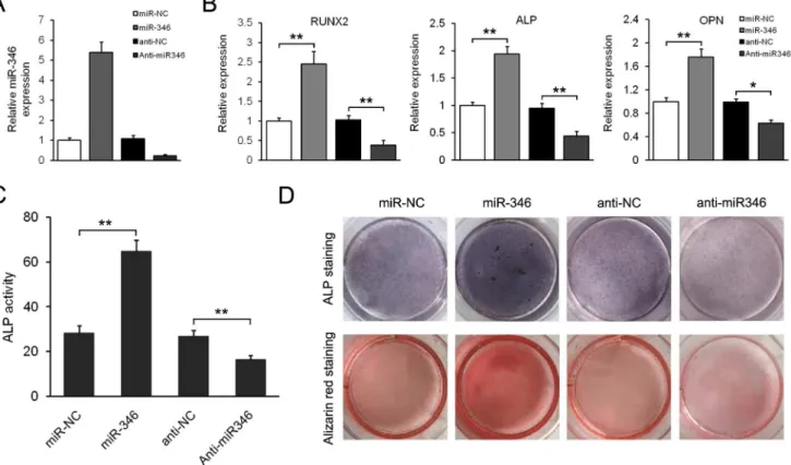 Figure 2. miR-346 promotes osteogenic differentiation of hBMSCs. (A) qRT-PCR analysis of miR-346 in hBMSCs infected by miR-346-lentivirus or transfected with anti-miR346