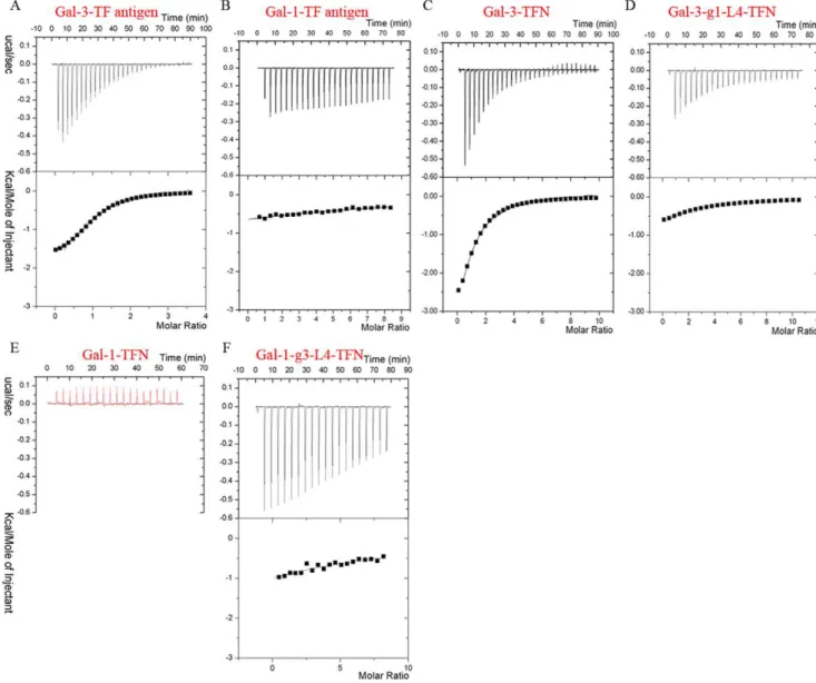 Figure 1. The distinct TF-binding specificities measured by ITC assay at 298 K. ITC measurements using TF antigen titrating native Gal-3 CRD (A) and Gal-1 (B) identify their distinct binding properties