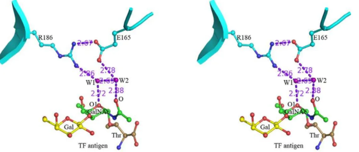 Figure 4. The specific interaction and binding mode in Galectin-TF antigen complex. Stereo diagrams show the specific recognition for human Gal-3 interacting with TF antigen is unique in an Arg186-Water-Glu165-Water motif-based hydrogen bond network