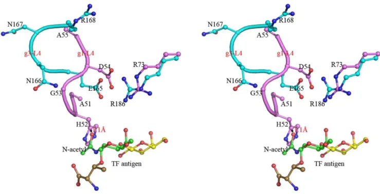 Figure 7. Structural comparison of the carbohydrate recognition pockets in Gal-1 and Gal-3 binding with different ligands