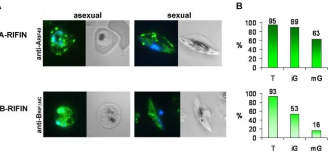 Figure 1. Immunofluorescence analysis of RIFIN expression in asexual and sexual parasites