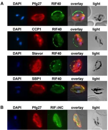 Figure 4. RIFIN RNA expression during sexual development. A: RT-PCR analysis of A- and B-type RIFINs in asexual and sexual stage parasites of the NF54 strain