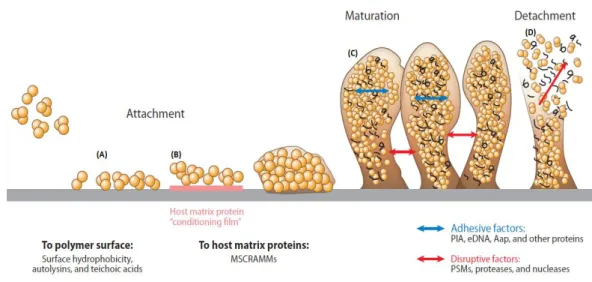 Figura 2. Fases da formação de biofilmes. A formação de biofilmes compreende três fases: 1) adesão, 2)  maturação e 3) dispersão