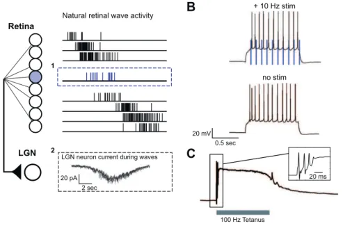 Figure 1. Generating In Vivo Activity Patterns
