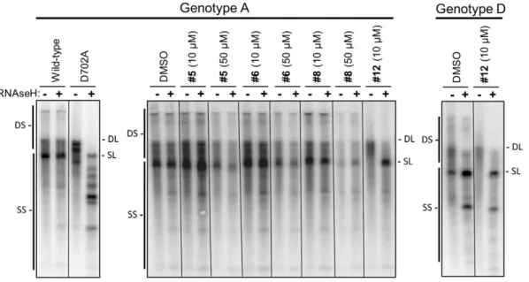 Figure 10. Inhibition of HBV replication in culture by RNAseH inhibitors. Genotype A or D HBV genomic expression vectors were transfected into cells, intracellular capsids were isolated four days later, and viral nucleic acids were purified from the capsid