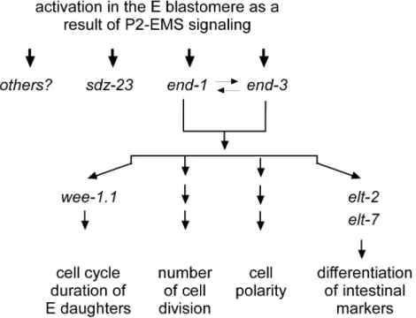 Figure 6. Intestine development in Wnt/MAPK mutant embryos. (A) Differentiated intestinal cells stained with ICB4 antibody