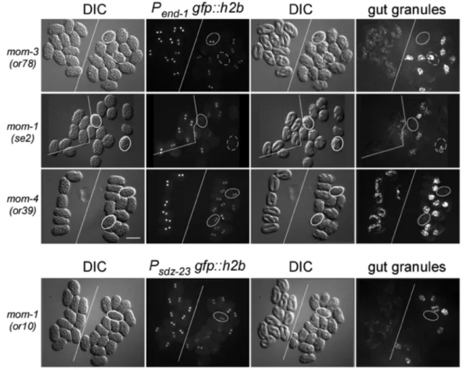 Figure 1. E-lineage reporter expression and intestine development. In each panel, two groups of identically-staged wildtype and mutant embryos (left and right, respectively; divided by solid white line) expressing the same E-specific reporter were mounted 