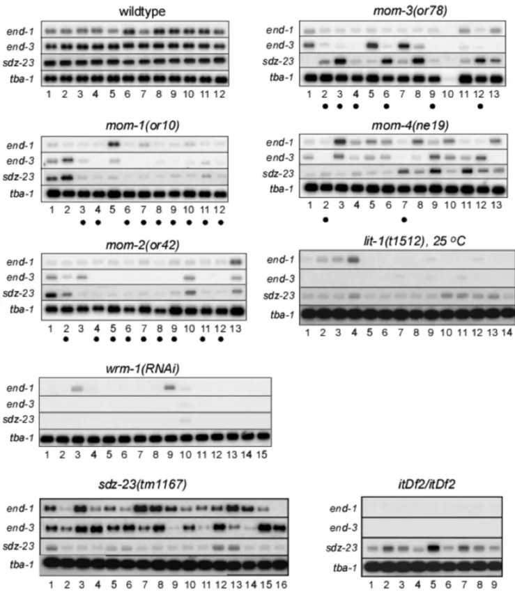 Figure 2. Single embryo gene expression analysis. Total cDNA was PCR amplified from poly-A+ RNA prepared from individual wildtype or mutant 12-cell stage embryos (indicated above each blot compilation), separated briefly on an agarose gel side-by-side with