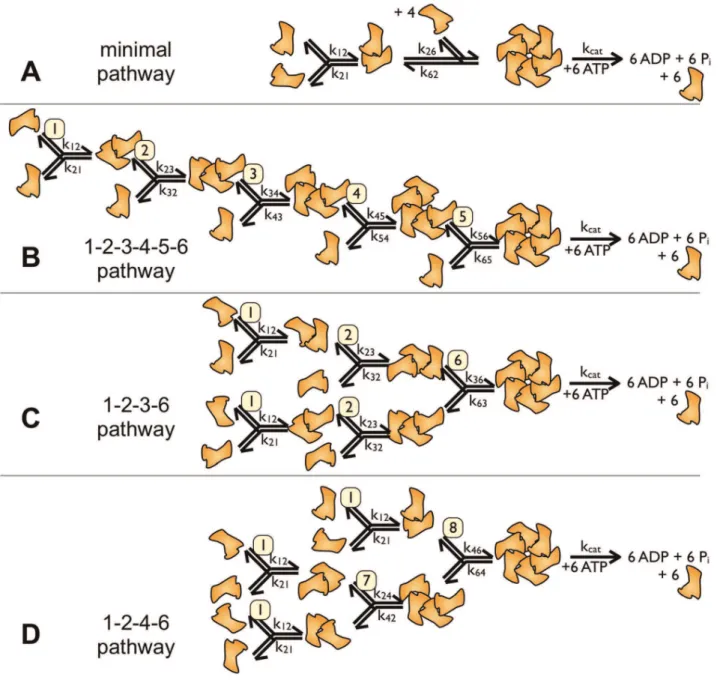 Figure 2. Assembly pathways. The figure shows four ways of assembling hexameric ring structures from monomers