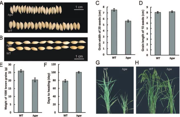 Figure 1. Phenotypic analysis of hgw . (A) and (B). Grain phenotypes of hgw and the WT control