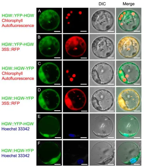 Figure 5. Subcellular localization of HGW protein during transient expression in rice protoplast cells