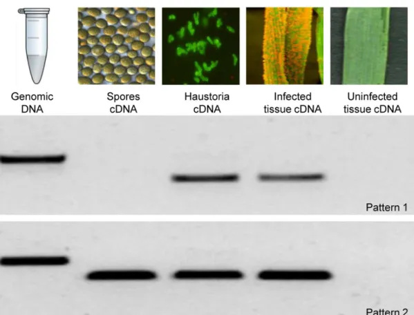 Figure 1. Effector expression patterns. A. Ninety four HSPs were selected arbitrarily and their expression patterns were analysed by RT-PCR.