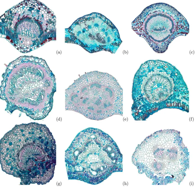 Fig 1. Histological samples of some leaves midrib cross-section used in the experiments
