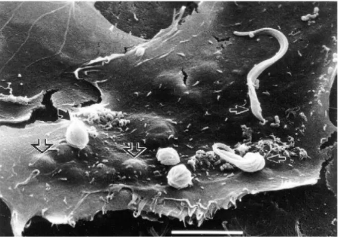 Fig.  2:  Trypanosoma  cruzi  trypomastigotes  as  well  as  extracellular  amastigotes  are  capable  of  infecting  mammalian  cells  in  culture