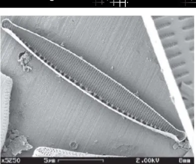Fig 1. (Kützing) W. Smith. Vista de una valva completa al MEB (Microscopio Electronico de Barrido)