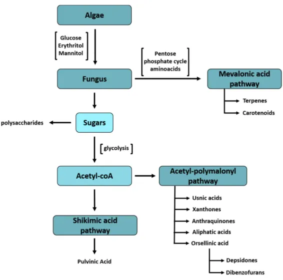 Figure 2. Lichens bioactive compounds classification on a metabolic pathways perspective (adapted  from Nash III, 2008)