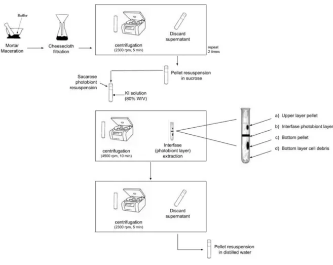 Figure 5. Schematic diagram of the gradient centrifugation performed for the isolation of photobiont  cells extracted from the samples of lichens collected