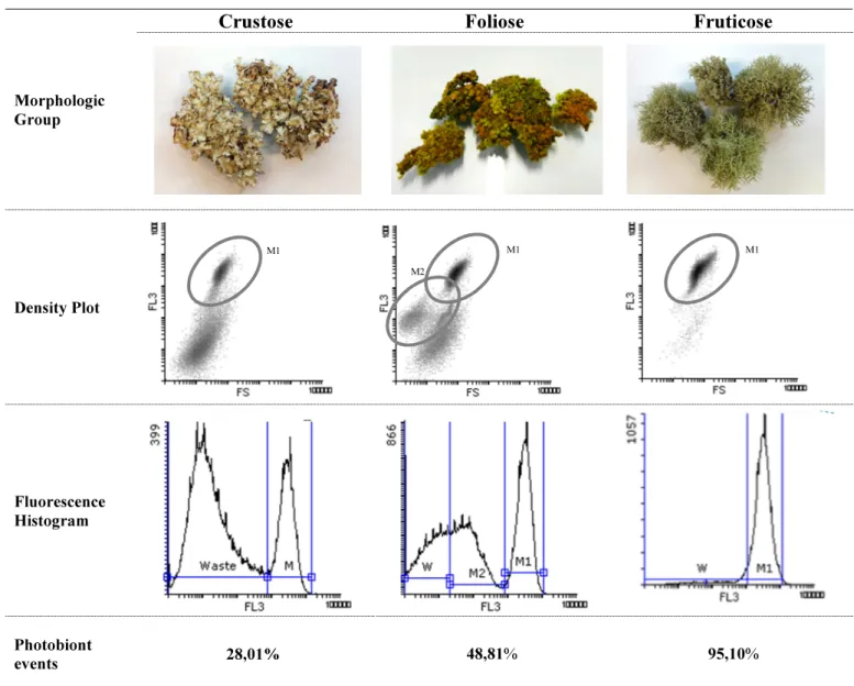 Table  3.  Flow  Cytometry  analyses  of  lichen  microalgae  homogenate  after  applying  isolation  technique described