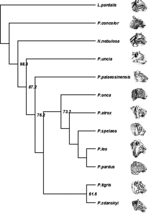 Figure 3. Strict consensus cladogram of two equally parsimonious trees of Pantherinae relationships (L = 103; CI = 0.66; HI = 0.34;