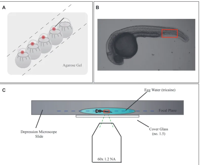 Figure 1. Widefield FPALM Enables Penetration Into Sample. Schematic of experimental setup