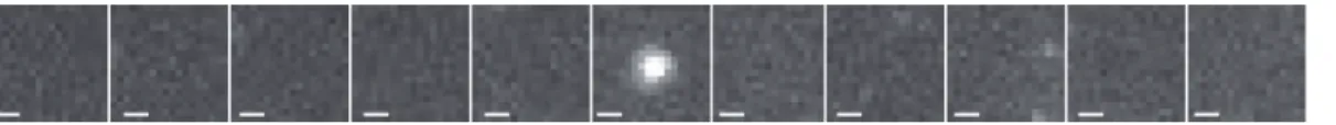 Figure 2. Identification of Single Molecules in vivo . The image demonstrates the ability to identify and localize single molecules above background in a living zebrafish embryo