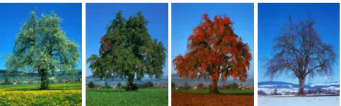 Figure 2: Seasonal variations of a pear tree. 