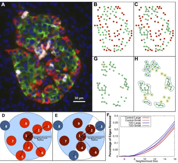 Fig 1. β-cell graphs were created from cells found in human organ donor pancreata and analyzed