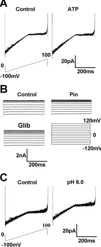 Fig 5. These currents are insensitive to ATP and pH. (A) In the inside-out patches, exposure of K 2 ATP (1 mM) on the internal membrane did not have any effect on the currents