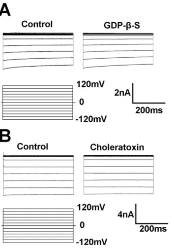 Fig 6. These currents are insensitive to GDP-β-S and choleratoxin. (A) The inhibition of G-protein signaling with the GDP-β-S did not affect the Kir currents