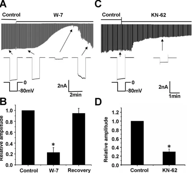 Fig 7. The effects of CaMKII on these currents. (A) W-7 (100 μM) strongly suppressed the Kir currents