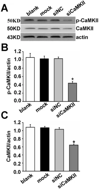 Fig 8. CaMKII was knocked down by siRNA transfection. (A) Western blots analyzed CaMKII expression in untreated PAECs (Blank), PAECs treated with transfection vehicle alone (Mock), non-targeted small interfering RNA control (siNC), and siRNA targeted to Ca