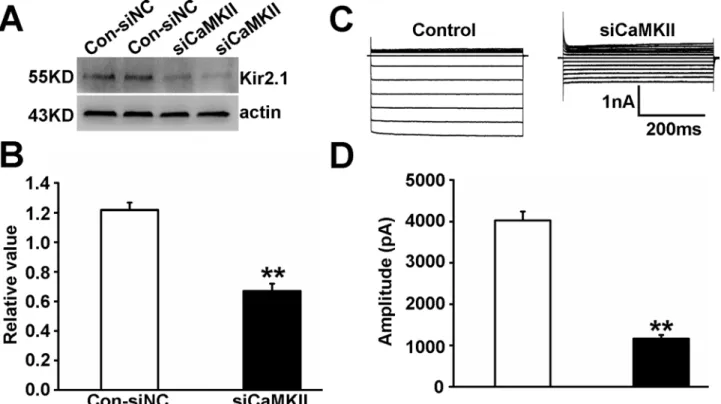 Fig 9. Effect of siCaMKII on Kir 2.1 expression and currents in PAECs. SiCaMKII treatment remarkably reduced Kir 2.1 protein expression (A and B) and currents (C and D) of PEACs compared with siNC (n = 5, P < 0.01).