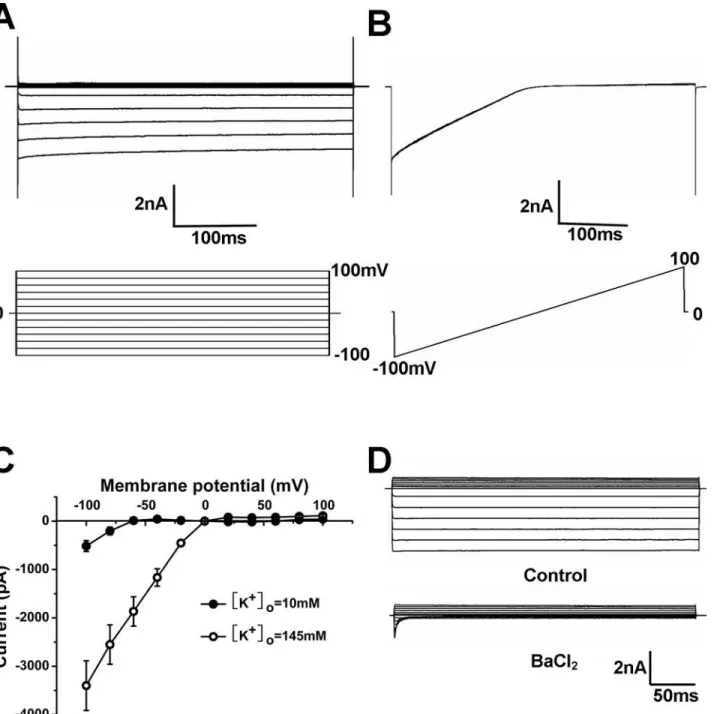 Fig 1. Whole-cell K + currents in cultured PAECs. (A) Representative whole-cell K + currents were recorded in cultured PAECs