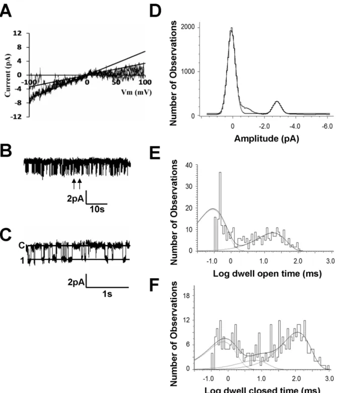 Fig 2. Single-channel biophysical properties of the inward rectifier K + currents. (A) In excised inside-out patches, the currents were recorded under symmetrical conditions with bath and pipette solution containing 145 mM K + 