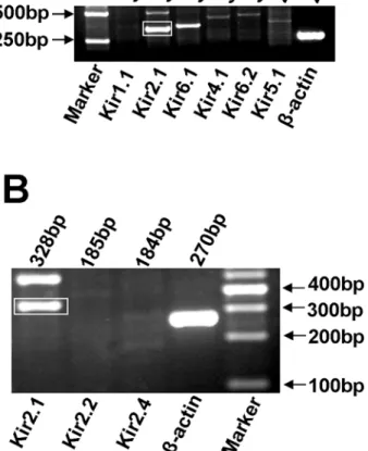 Fig 3. Analysis of mRNA encoding different types of Kir channel subunits. (A) RT-PCR results showed that expression of Kir2.1 was significantly stronger than those of other subtypes (n = 3)