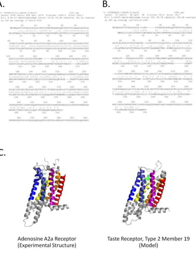 Figure 5. Pairwise sequence alignment does not detect significant similarity between human A2a and Taste Receptor Type 2, Member 19, yet a similar structure can be modeled based on the HePCaT match