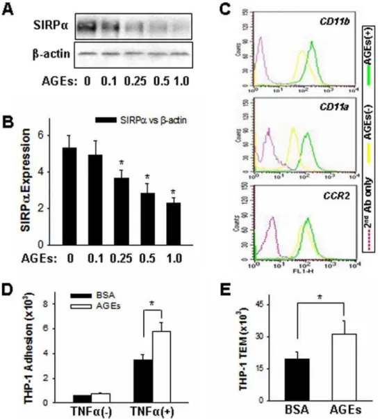 Figure 1. Down-regulation of SIRPa in THP-1 cells treated with BSA-AGEs is correlated to enhanced THP-1 cell surface expression of leukocyte b 2 integrins and b 2 integrins-mediated THP-1 cell inflammatory responses
