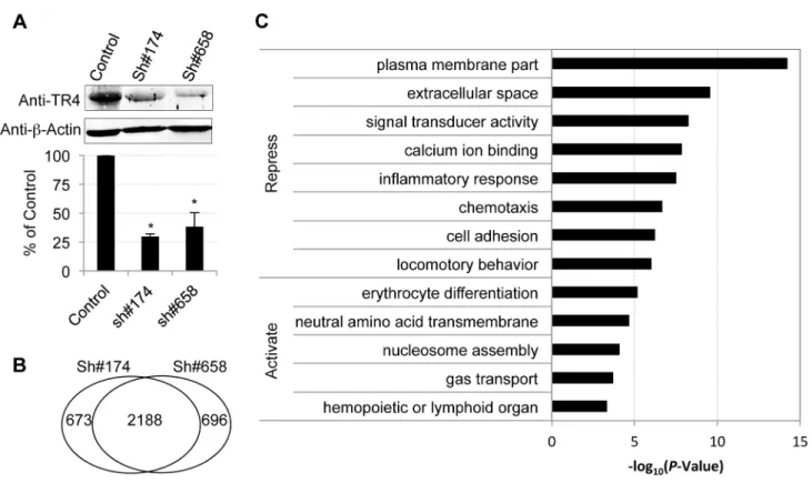 Figure 2. Characterization of TR4 downstream targets with lentiviral-mediated shRNAs. (A) The upper panel shows the immunoblots of TR4 and b-actin (internal control) in shRNA lentivirus (#174 and #658) or control virus infected cells at D11